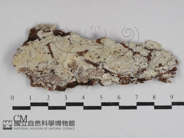 登錄號:F0031109藏品圖，第1張
