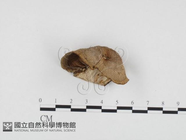 登錄號:F0024109藏品圖，第1張