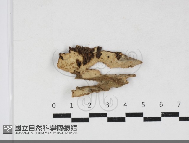 登錄號:F0034109藏品圖，第1張