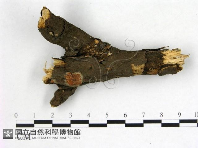 雲南無扣菌藏品圖，第1張