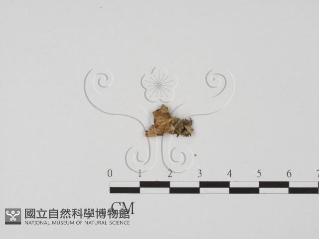 登錄號:F0002109藏品圖，第1張