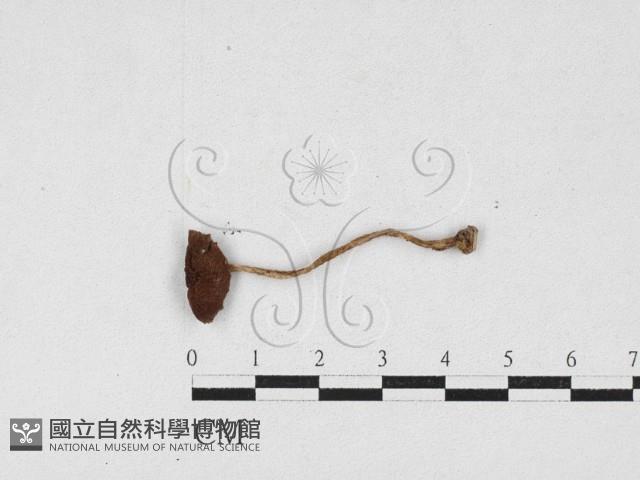 登錄號:F0027109藏品圖，第1張