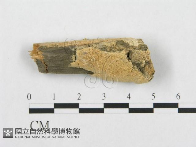 登錄號:F0007109藏品圖，第1張