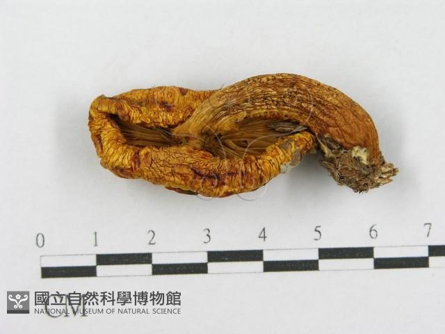 登錄號:F0017109藏品圖，第1張