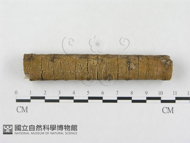 登錄號:F0005109藏品圖，第1張