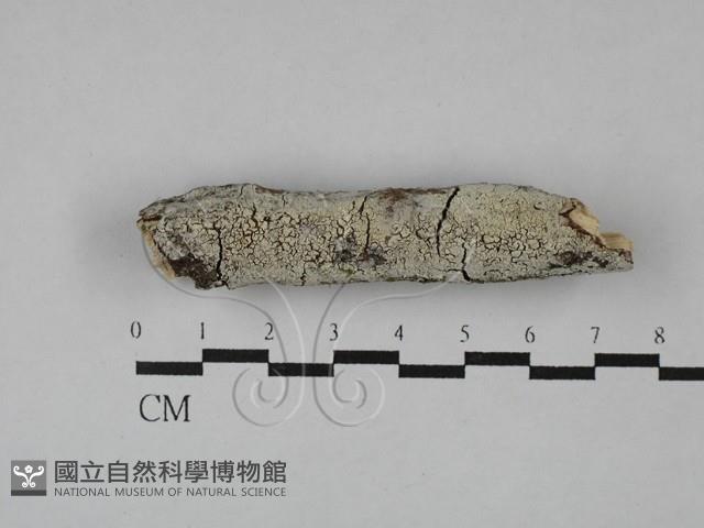 登錄號:F0029109藏品圖，第1張