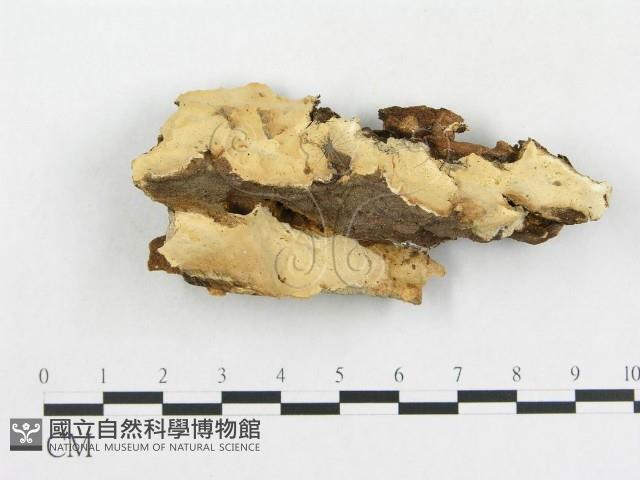 登錄號:F0009109藏品圖，第1張