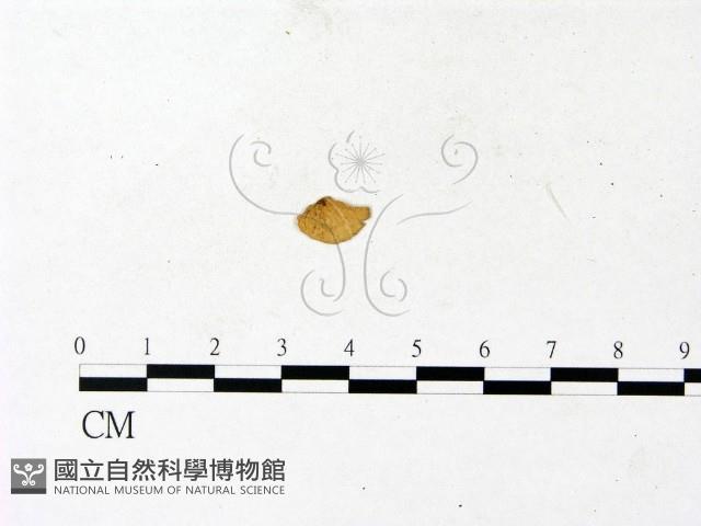 登錄號:F0023109藏品圖，第1張