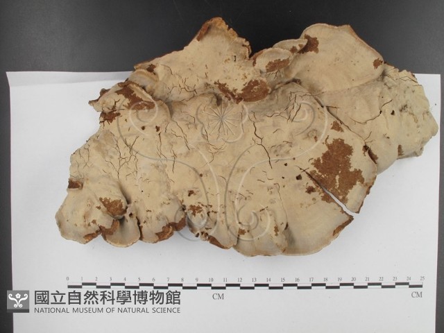 登錄號:F0003109藏品圖，第1張
