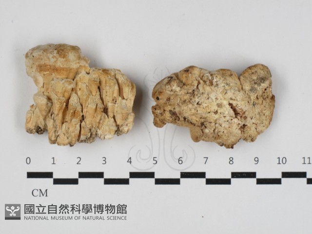 登錄號:F0033109藏品圖，第1張