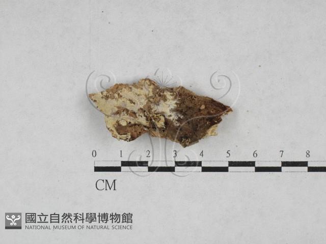 登錄號:F0028009藏品圖，第1張