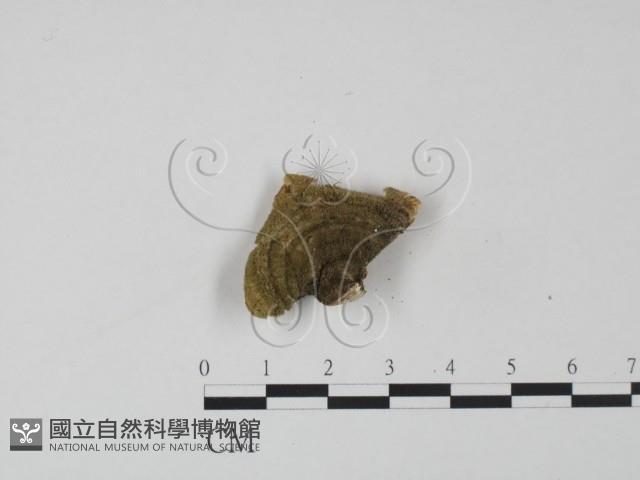 登錄號:F0020009藏品圖，第1張