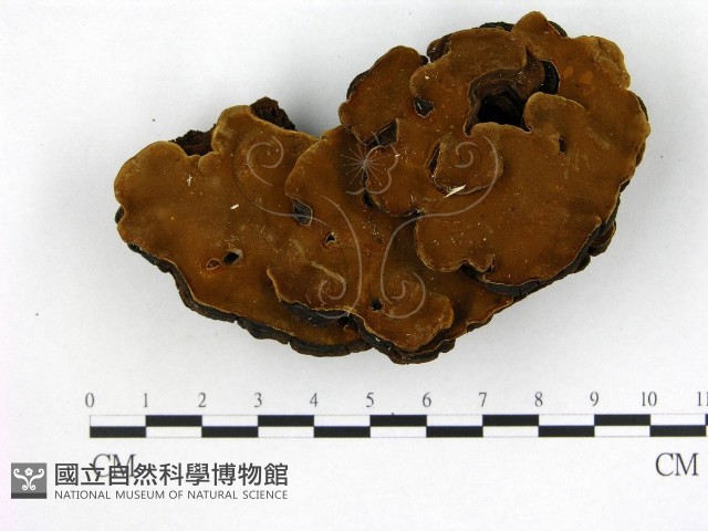 登錄號:F0010009藏品圖，第1張