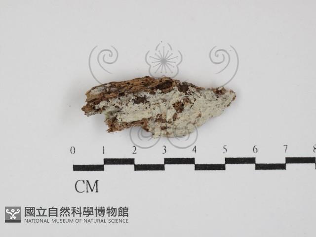 粗糙孢菌屬藏品圖，第1張
