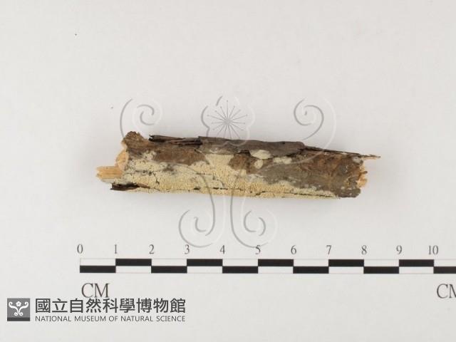 登錄號:F0026009藏品圖，第1張