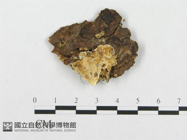 登錄號:F0006009藏品圖，第1張