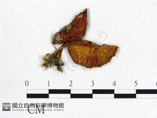 登錄號:F0016009藏品圖，第1張