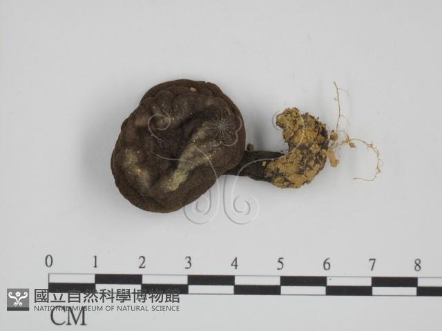 登錄號:F0011009藏品圖，第1張