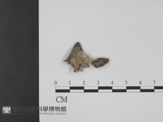 登錄號:F0004009藏品圖，第1張