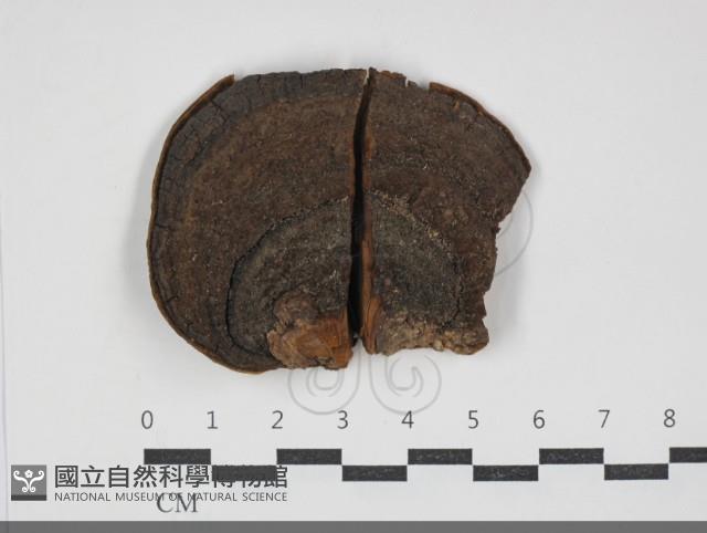 黃荊桑黃藏品圖，第1張