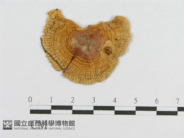 登錄號:F0002009藏品圖，第3張
