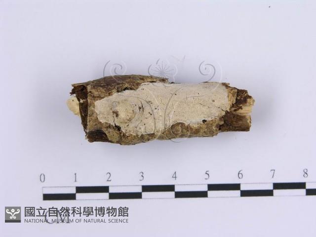 齒耳菌屬藏品圖，第1張