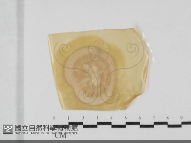 登錄號:F0032009藏品圖，第1張