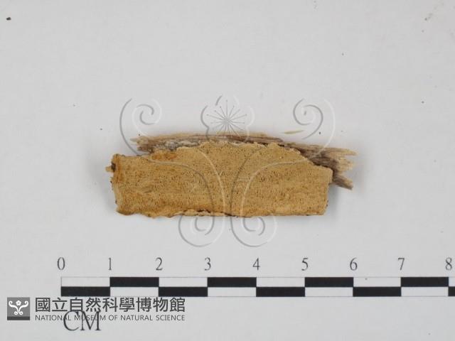 登錄號:F0007009藏品圖，第1張