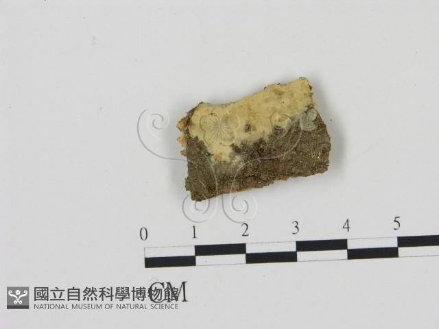 登錄號:F0005009藏品圖，第1張