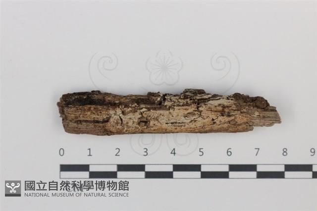登錄號:F0035009藏品圖，第1張