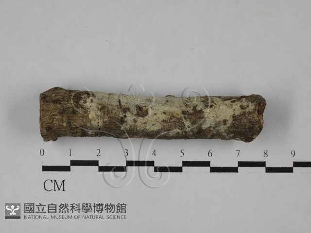 登錄號:F0029009藏品圖，第1張