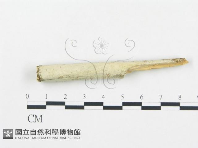 登錄號:F0009009藏品圖，第1張