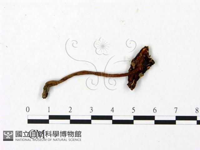 登錄號:F0023009藏品圖，第1張
