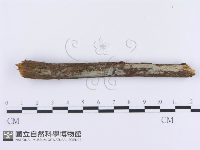 登錄號:F0003009藏品圖，第1張