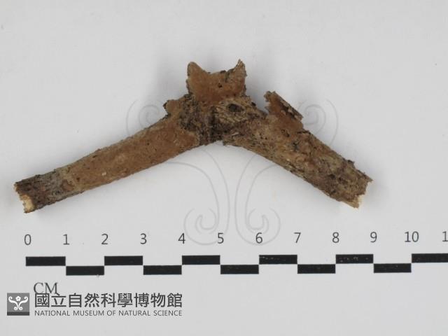 Accession Number:F0033009 Collection Image, Figure 1, Total 2 Figures