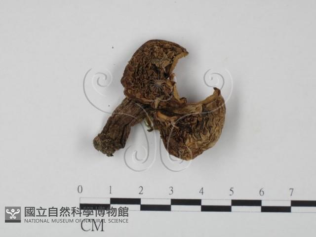 登錄號:F0020309藏品圖，第1張
