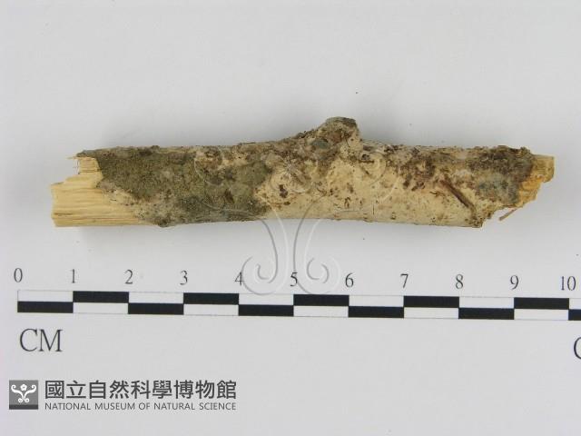 登錄號:F0000309藏品圖，第1張