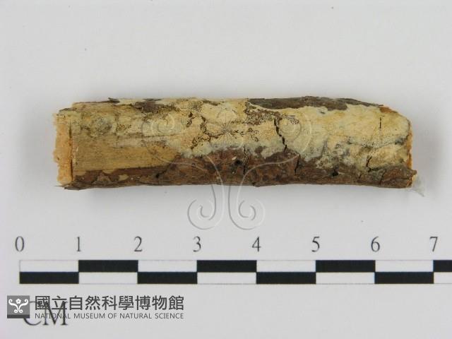 登錄號:F0010309藏品圖，第1張