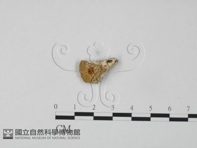 登錄號:F0006309藏品圖，第1張