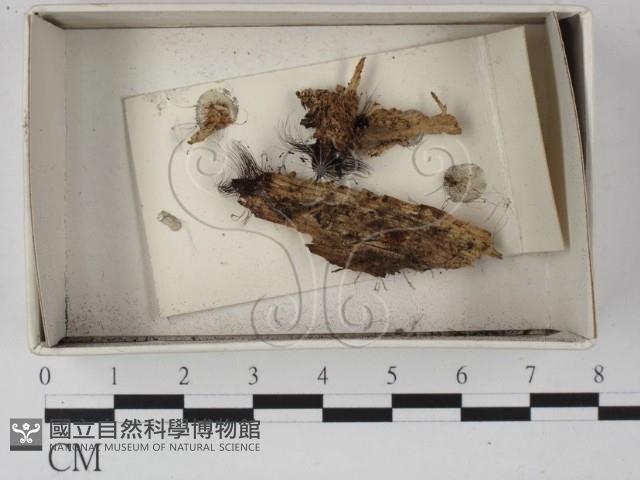 登錄號:F0021309藏品圖，第1張