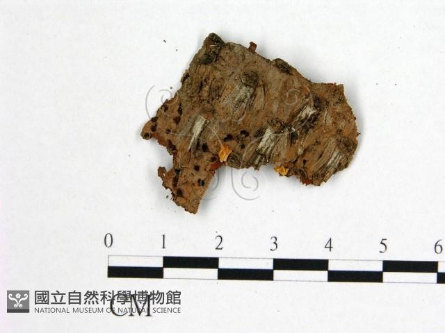 登錄號:F0001309藏品圖，第1張