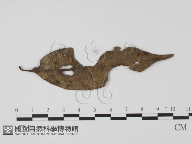 登錄號:F0011309藏品圖，第1張
