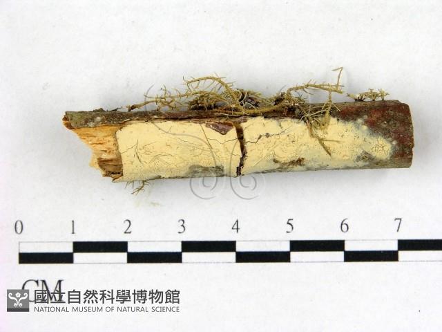 登錄號:F0004309藏品圖，第1張