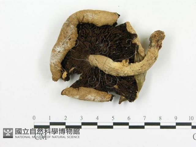 傘菌屬藏品圖，第1張