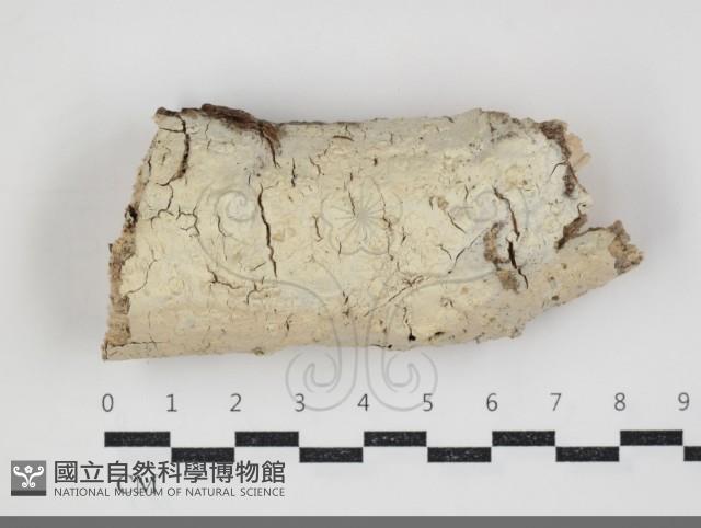 登錄號:F0034309藏品圖，第1張