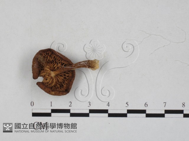 登錄號:F0027309藏品圖，第1張