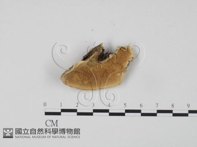 登錄號:F0007309藏品圖，第1張