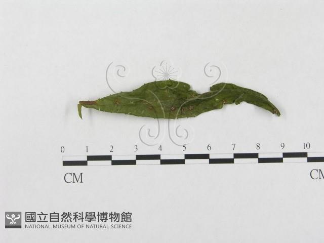 柄銹菌屬藏品圖，第1張