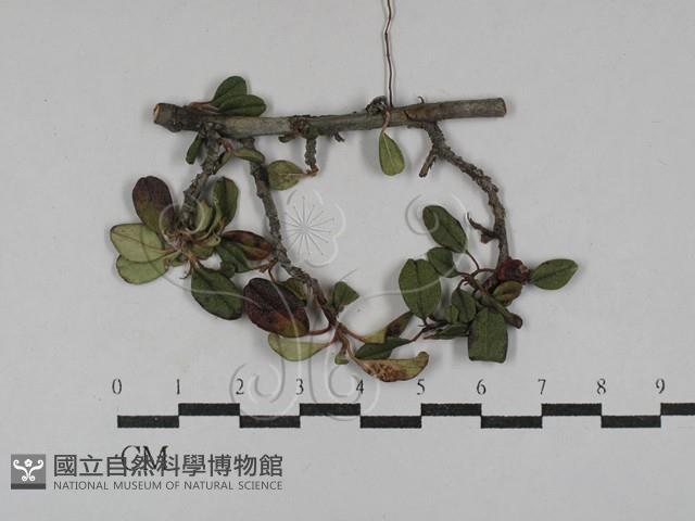 登錄號:F0029309藏品圖，第1張