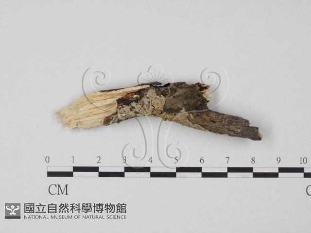 登錄號:F0009309藏品圖，第1張